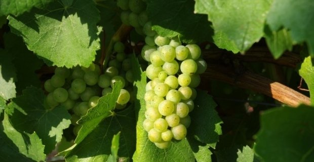 В Україні через пізнє літо майже пропав виноград: вітчизняні винороби у розпачі