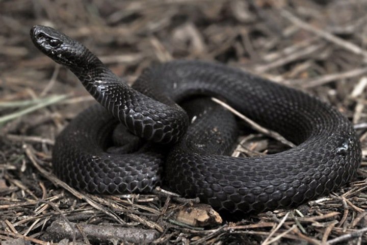 Ядовитая змея "отправила" восьмилетнюю девочку в реанимацию