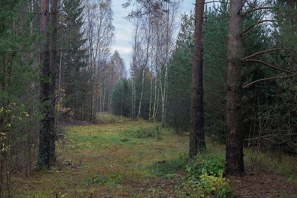 В Харьковской области на грибника упало дерево: мужчина погиб