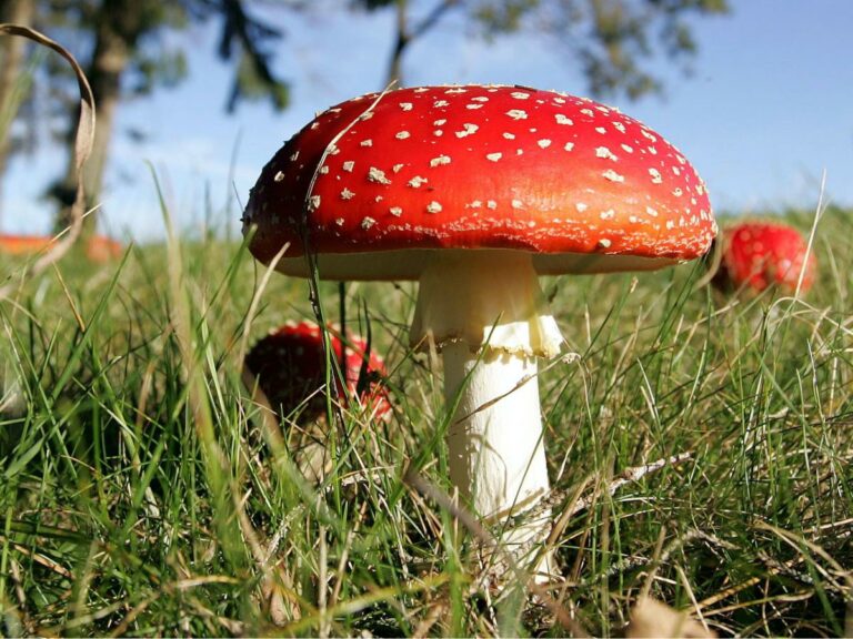 Трагедія на Херсонщині: від отруєння грибами померли батько з донькою - today.ua