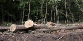 Жесткие штрафы: Порошенко подписал закон о сохранении украинских лесов - today.ua