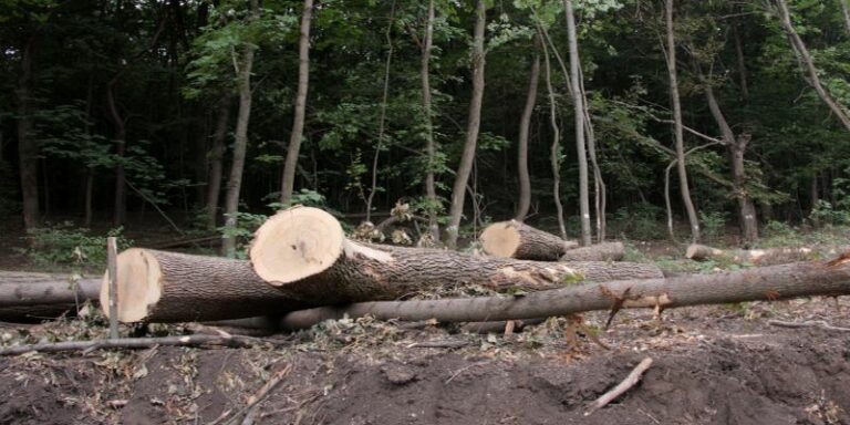 Жесткие штрафы: Порошенко подписал закон о сохранении украинских лесов - today.ua