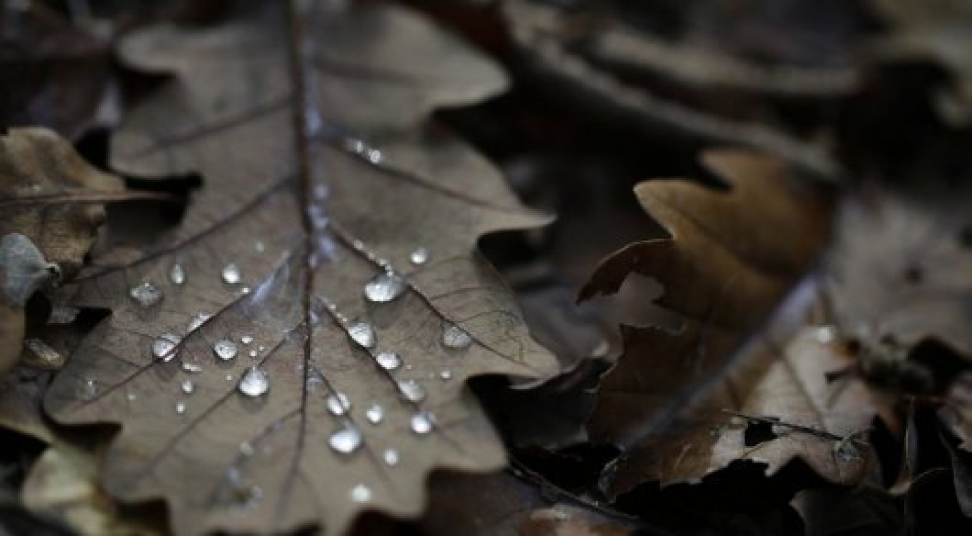 В Україні очікуються заморозки