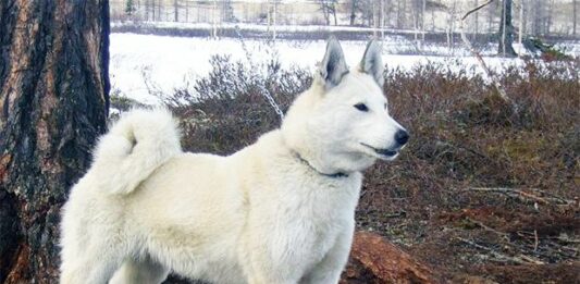 Собака покусала двух детей в Сумской области - today.ua