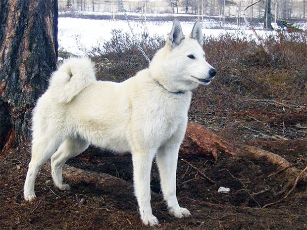 Собака покусала двух детей в Сумской области - today.ua