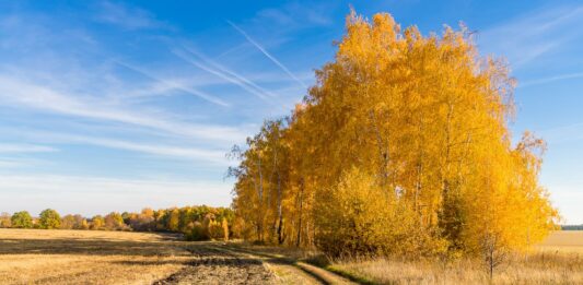 Бабине літо повертається: завтра в Україні значно потеплішає - today.ua