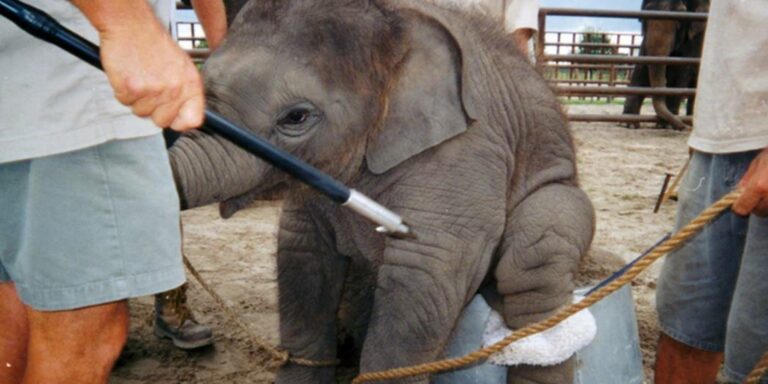 Цирк судится с КГГА за право использовать диких животных - today.ua