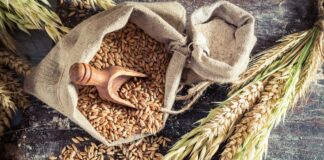 В Украине по-новому будут оценивать качество пшеницы  - today.ua