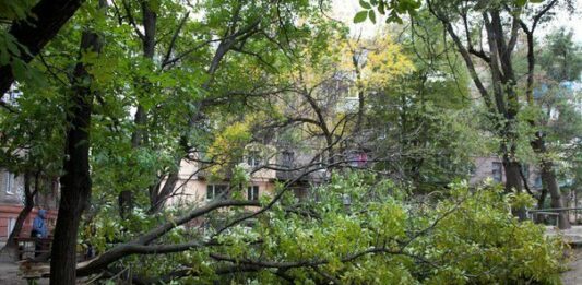 На Полтавщине коммунальщицу привалило деревом - today.ua