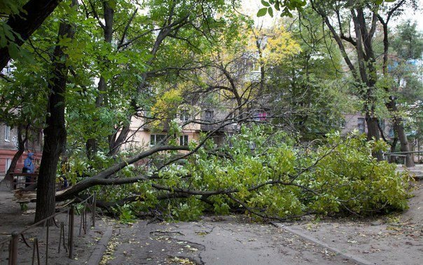 На Полтавщине коммунальщицу привалило деревом - today.ua