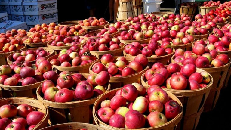 В Україні встановили аномальні ціни на яблука: з'явився прогноз, як вони найближчим часом зміняться - today.ua