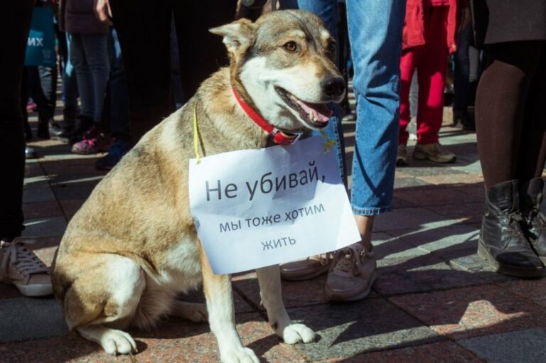 Рада відмовилась посилювати кримінальну відповідальність за жорстоке поводження з тваринами - today.ua