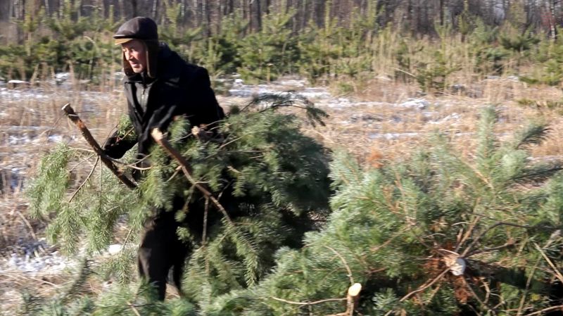 За незаконну вирубку ялинок українцям загрожує великий штраф - today.ua