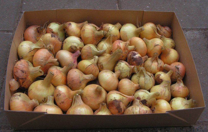 В Украине дорожает лук: назвали причину