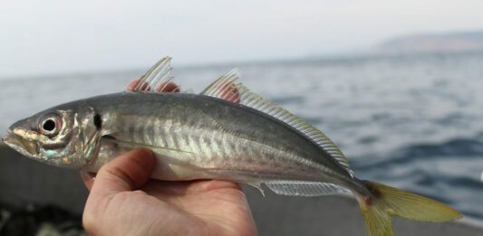 Рыбаков в Азовском море просят вернуться в порты  - today.ua