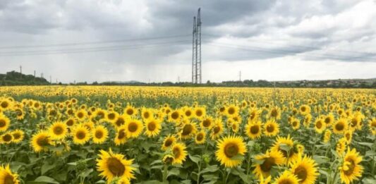 В Хмельницкой области построят ТЭЦ на подсолнечной шелухе - today.ua