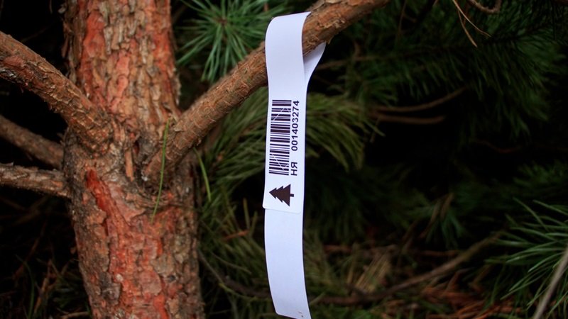 Стало известно, какими будут цены на живые елки в Киеве