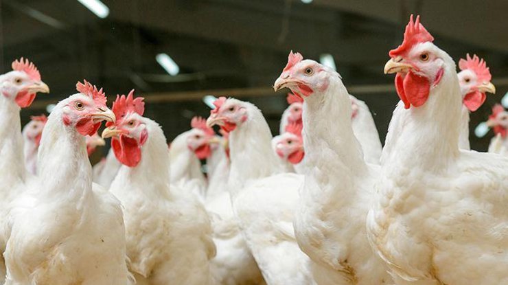 Китай зняв 13-річну заборону на імпорт української птиці  - today.ua