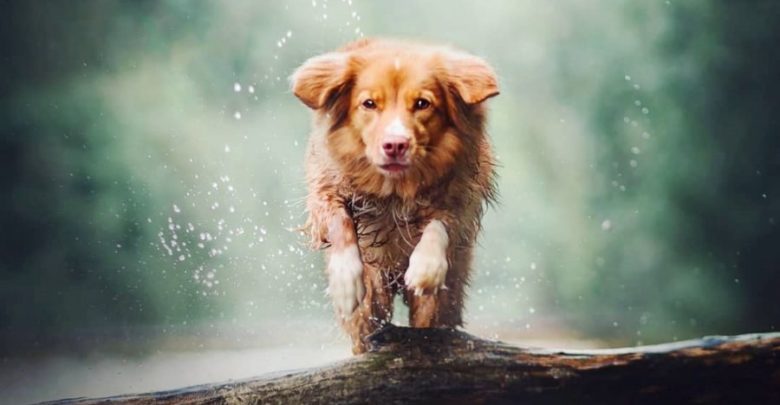 У Львові створюють перший у західній Україні банк крові для тварин