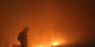 В зоні відчуження ліквідували масштабну пожежу - today.ua