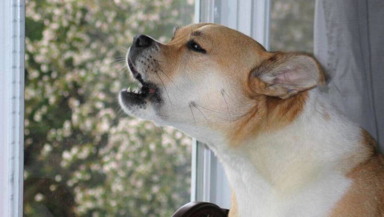 Во Франции ввели запрет на лай собак