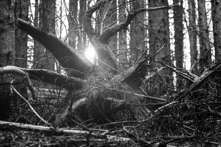 На Вінниччині ще одна людина померла від падіння дерева - today.ua
