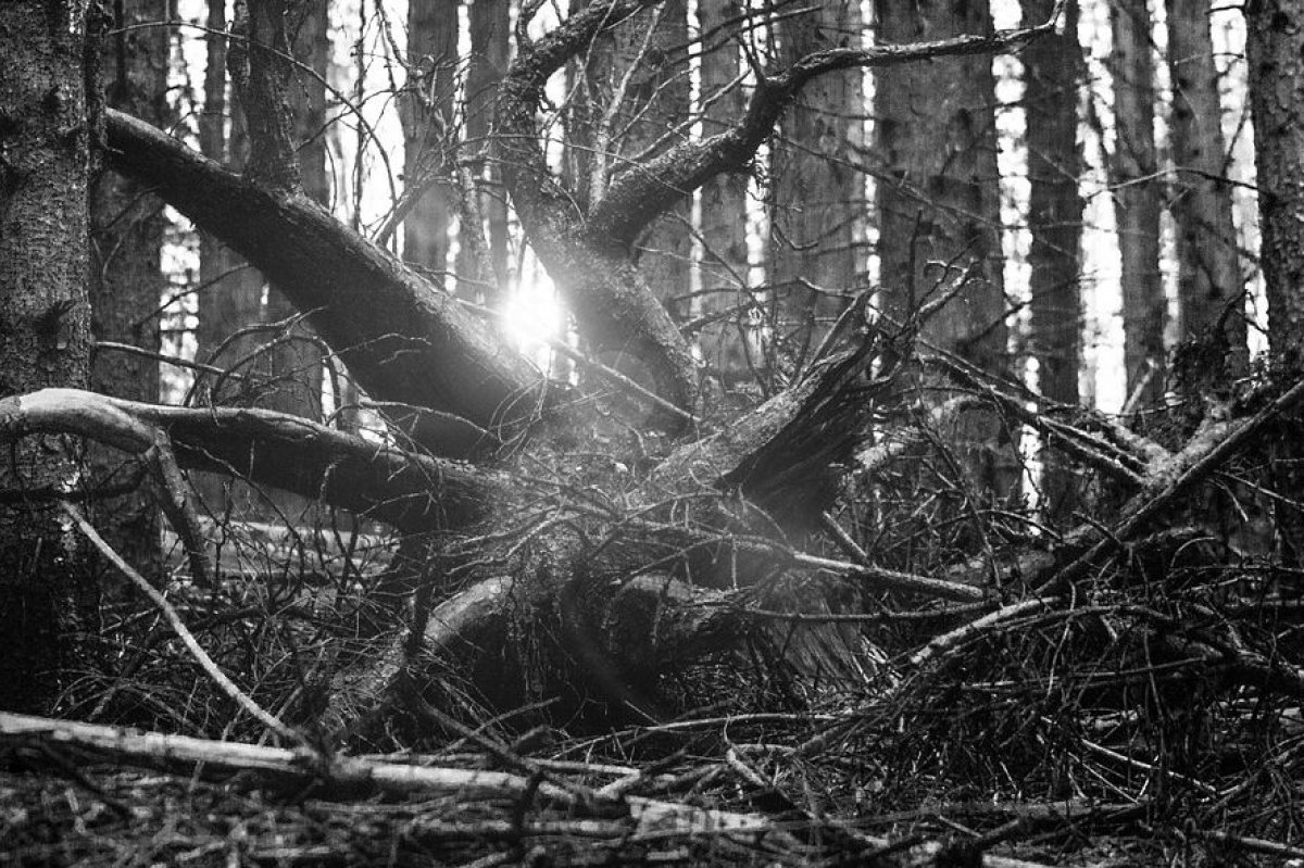 В Винницкой области еще один человек умер от падения дерева