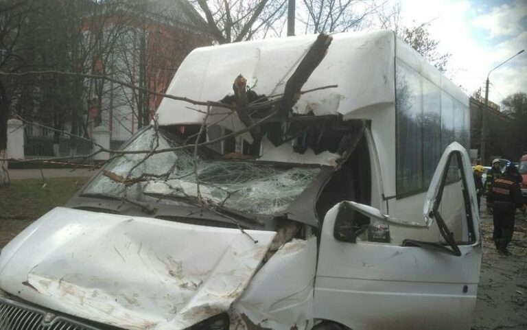 В Николаеве на маршрутку упало дерево: пострадали дети - today.ua