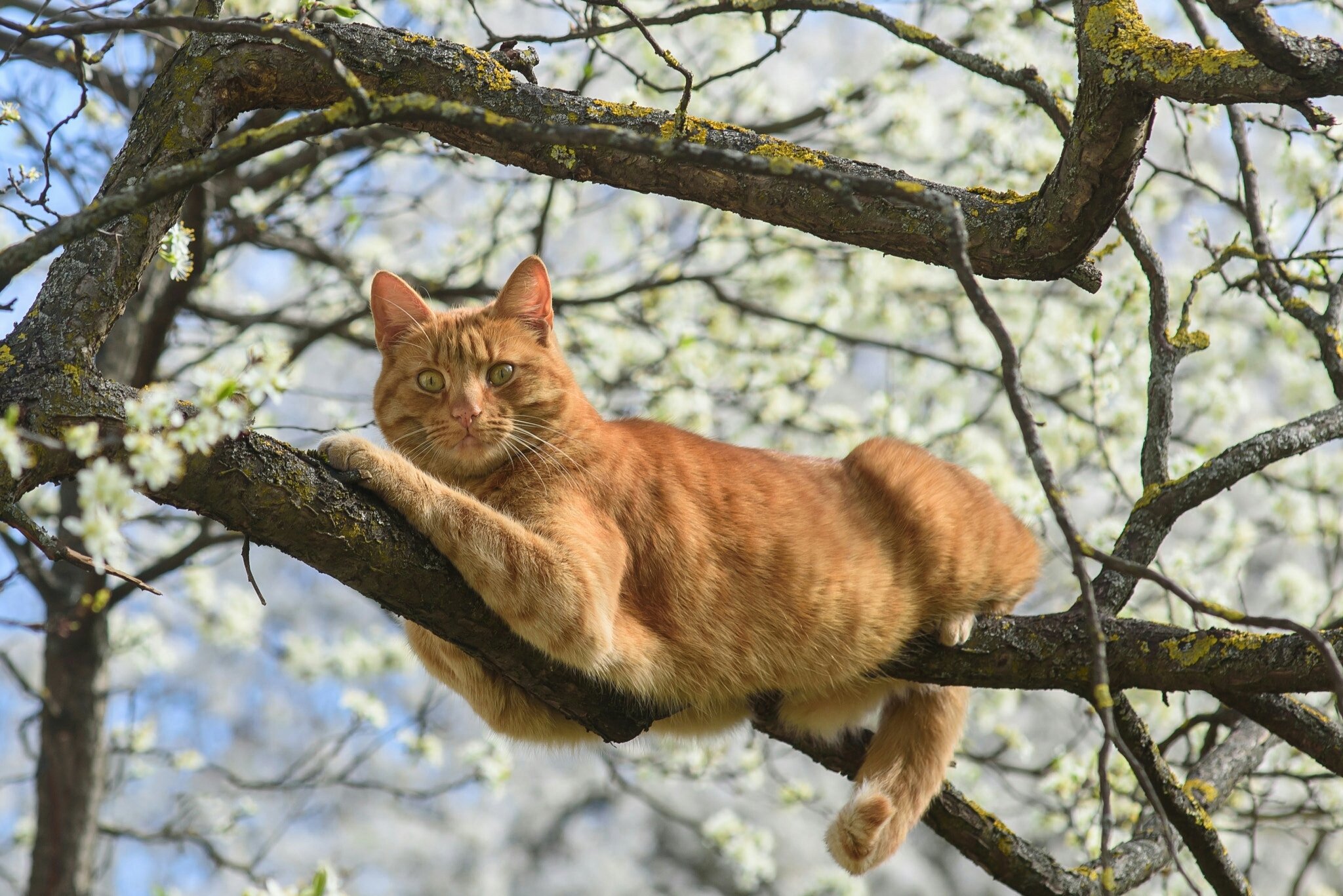 Стоящим на ветке. Кот на дереве. Кот д. Кот на ветке. Рыжий кот на дереве.