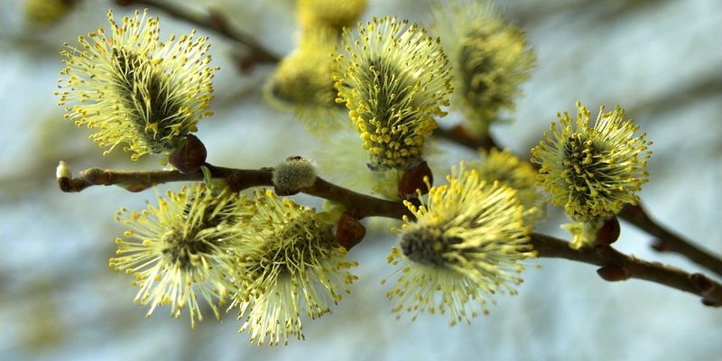 Саввин день 29 марта: почему нельзя есть хлеб