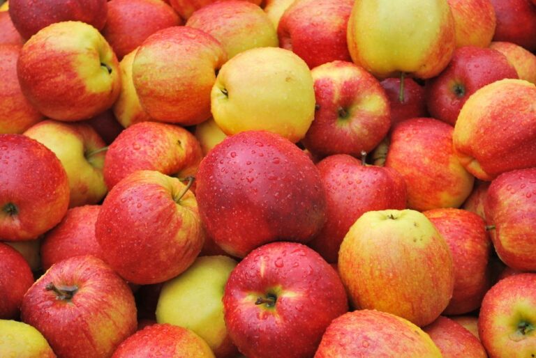 Україна встановила рекорд з експорту яблук - today.ua