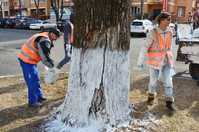 В кабмине призывают не белить деревья и бордюры - today.ua