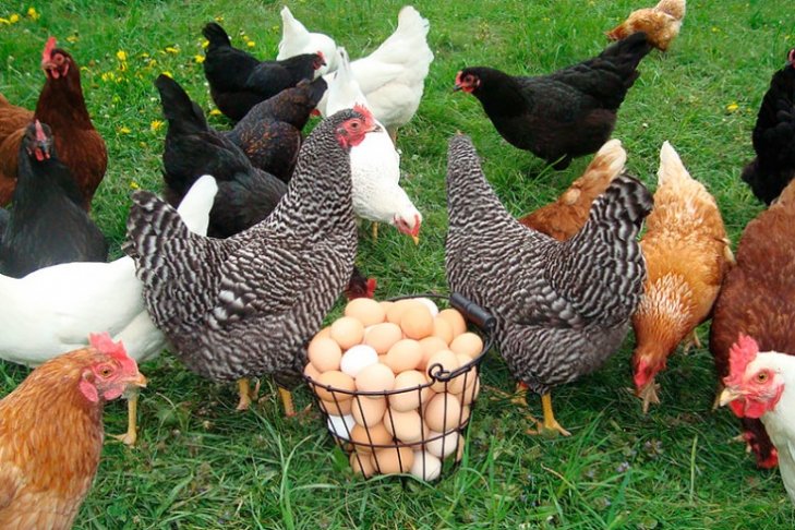Ціни на курятину та яйця зростуть найближчим часом: названо нову причину