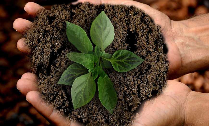 У Зеленського мають намір скасувати мораторій на продаж землі