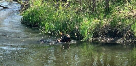 На Донеччині пенсіонер застрелив злодія, а тіло скинув у річку - today.ua