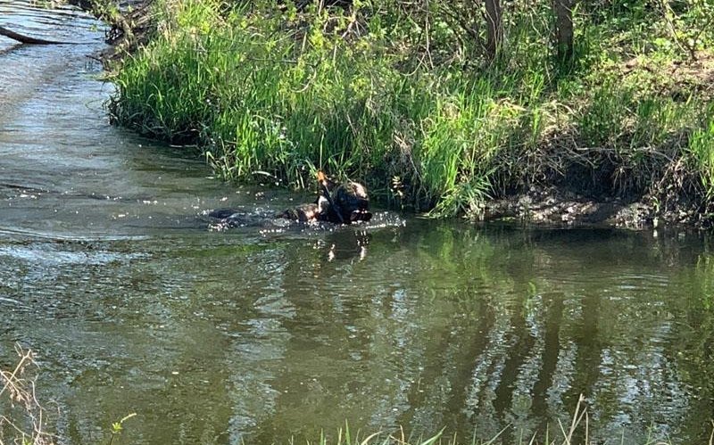 На Донеччині пенсіонер застрелив злодія, а тіло скинув у річку