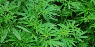 На следующей неделе Рада может легализовать марихуану - today.ua