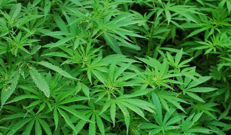 Наступного тижня Рада може легалізувати маріхуану