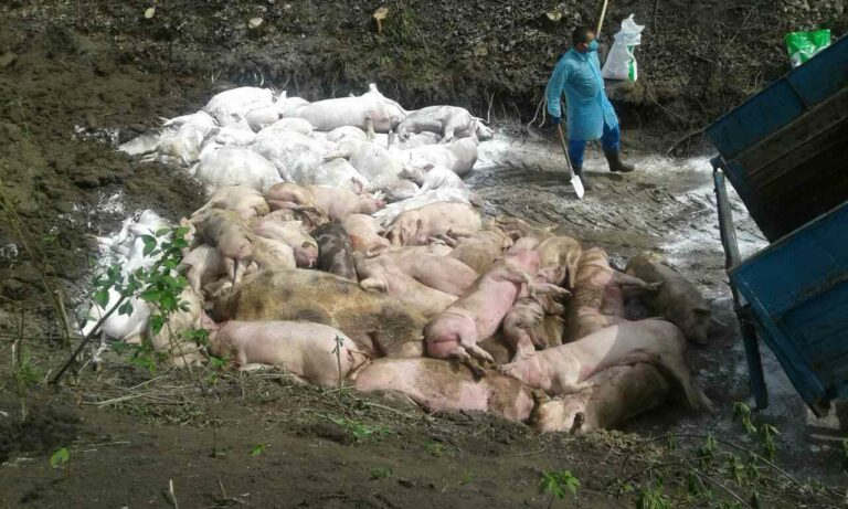 В Украине зафиксирована вспышка африканской чумы свиней - today.ua