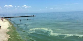 Черное море внезапно позеленело: туристам сделали предупреждение  - today.ua