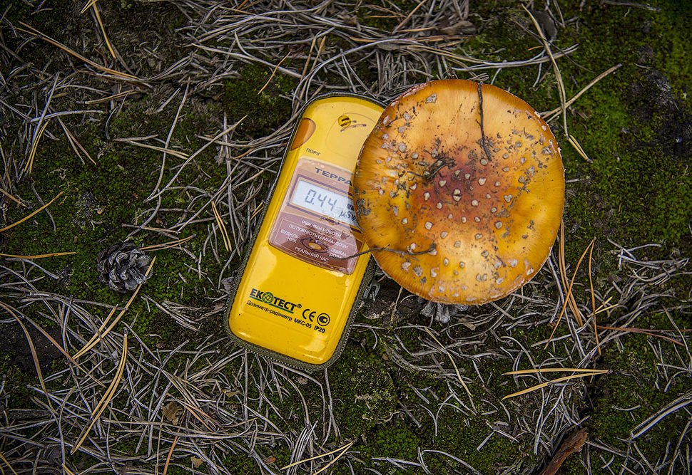 Назван уровень радиации в Чернобыльской зоне