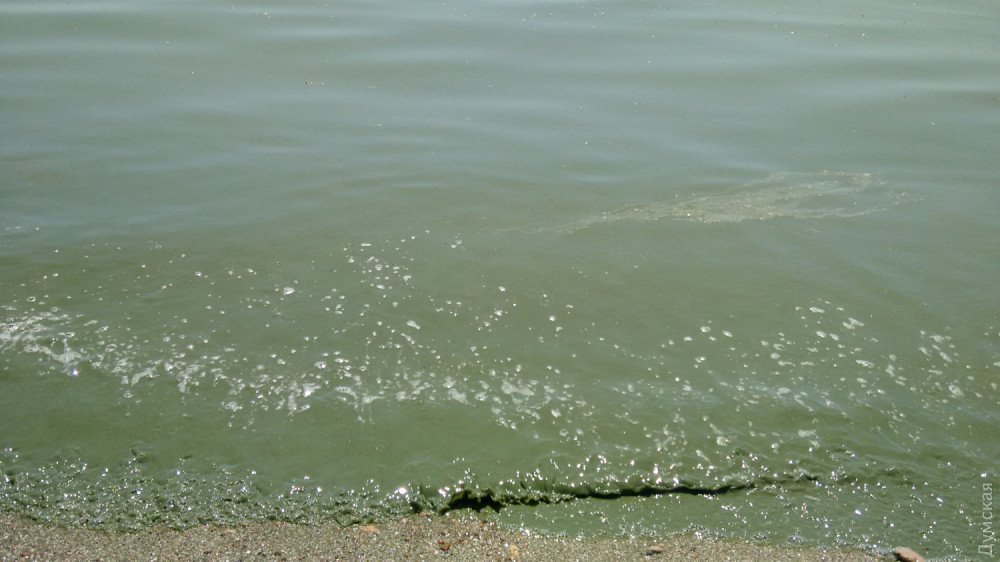 Чорне море раптово позеленіло: туристам зробили попередження 