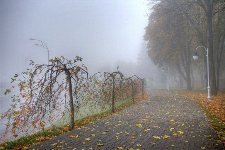 Погода на 14 ноября: синоптики рассказали, где в Украине будет теплее всего - today.ua
