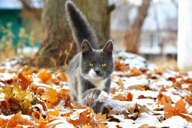 Снежный ноябрь и тёплая зима: синоптики удивили прогнозом погоды - today.ua