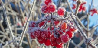 Прогноз погоды: синоптики предупредили о ночных заморозках - today.ua