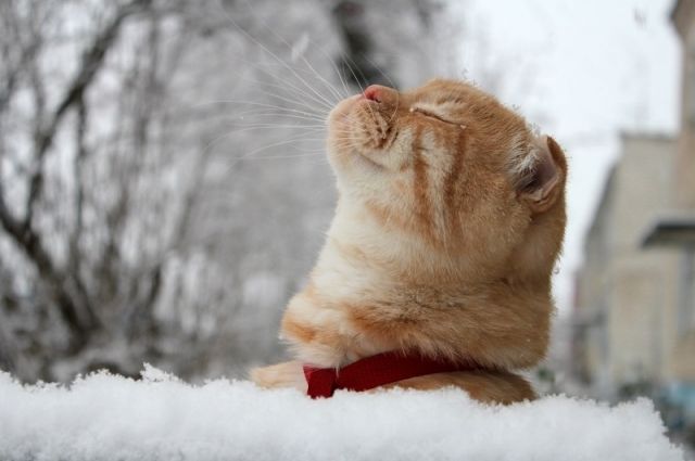 Ноябрь напугает снегом: синоптики обновили прогноз погоды - today.ua