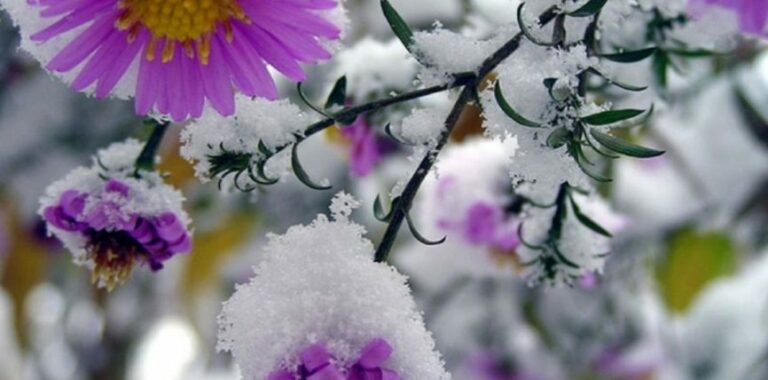 Перший сніг і заморозки: синоптики попередили про зміну погоди - today.ua