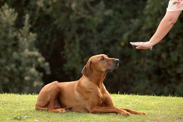 Топ-10 самых послушных собак, которые заменят вам настоящего друга - today.ua