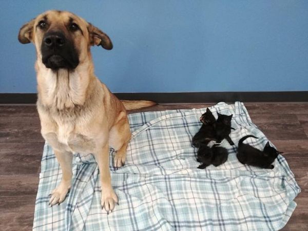 Бездомна собака врятувала від загибелі чотирьох кошенят  - today.ua