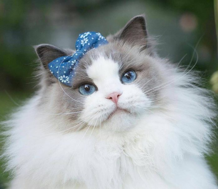 Лучшие породы котов для каждого знака зодиака  - today.ua